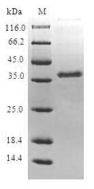 (Tris-Glycine gel) Discontinuous SDS-PAGE (reduced) with 5% enrichment gel and 15% separation gel.